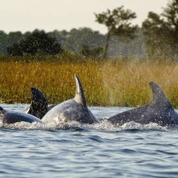 Dolphins