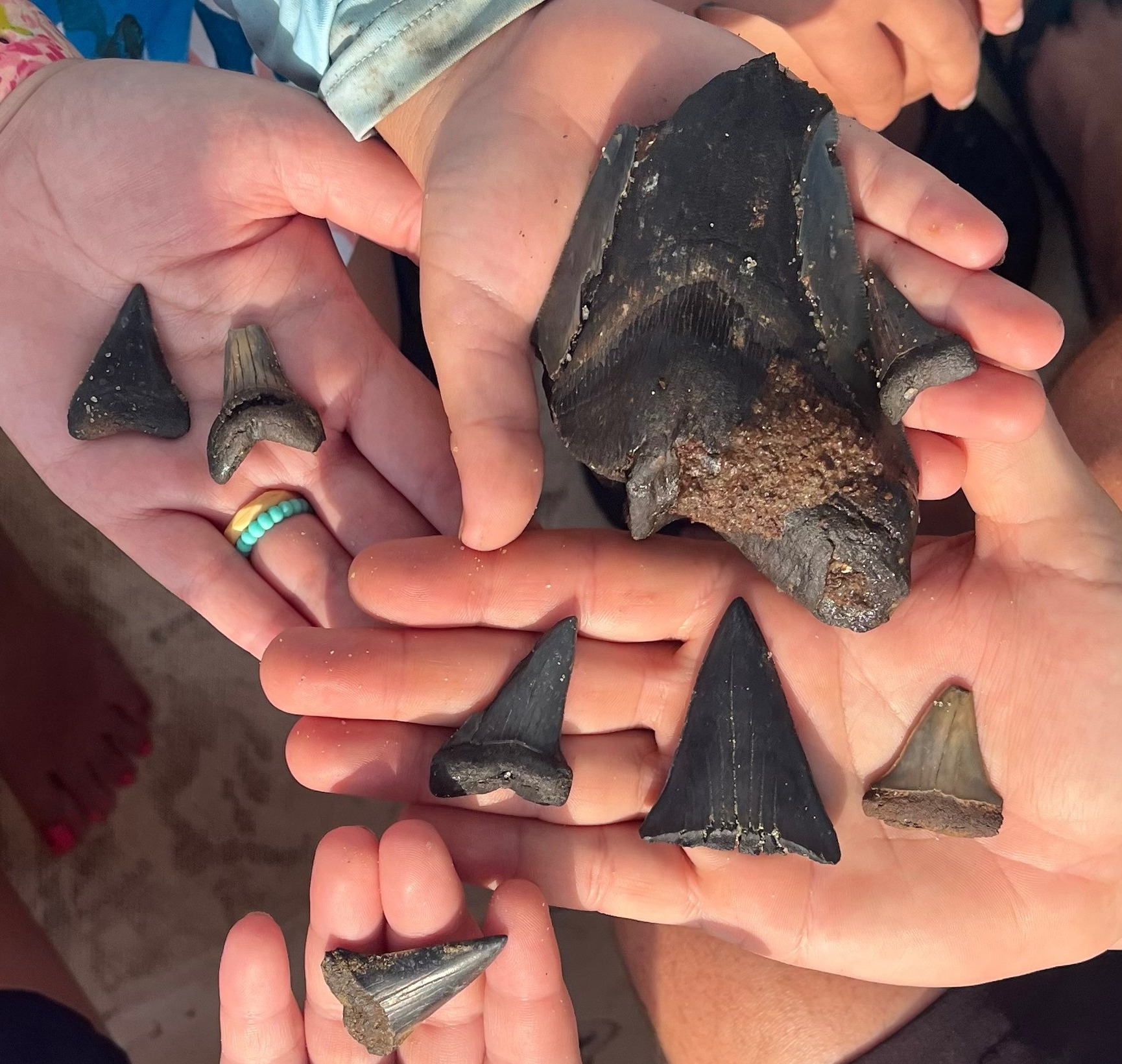 shark_teeth_crop Shark Teeth